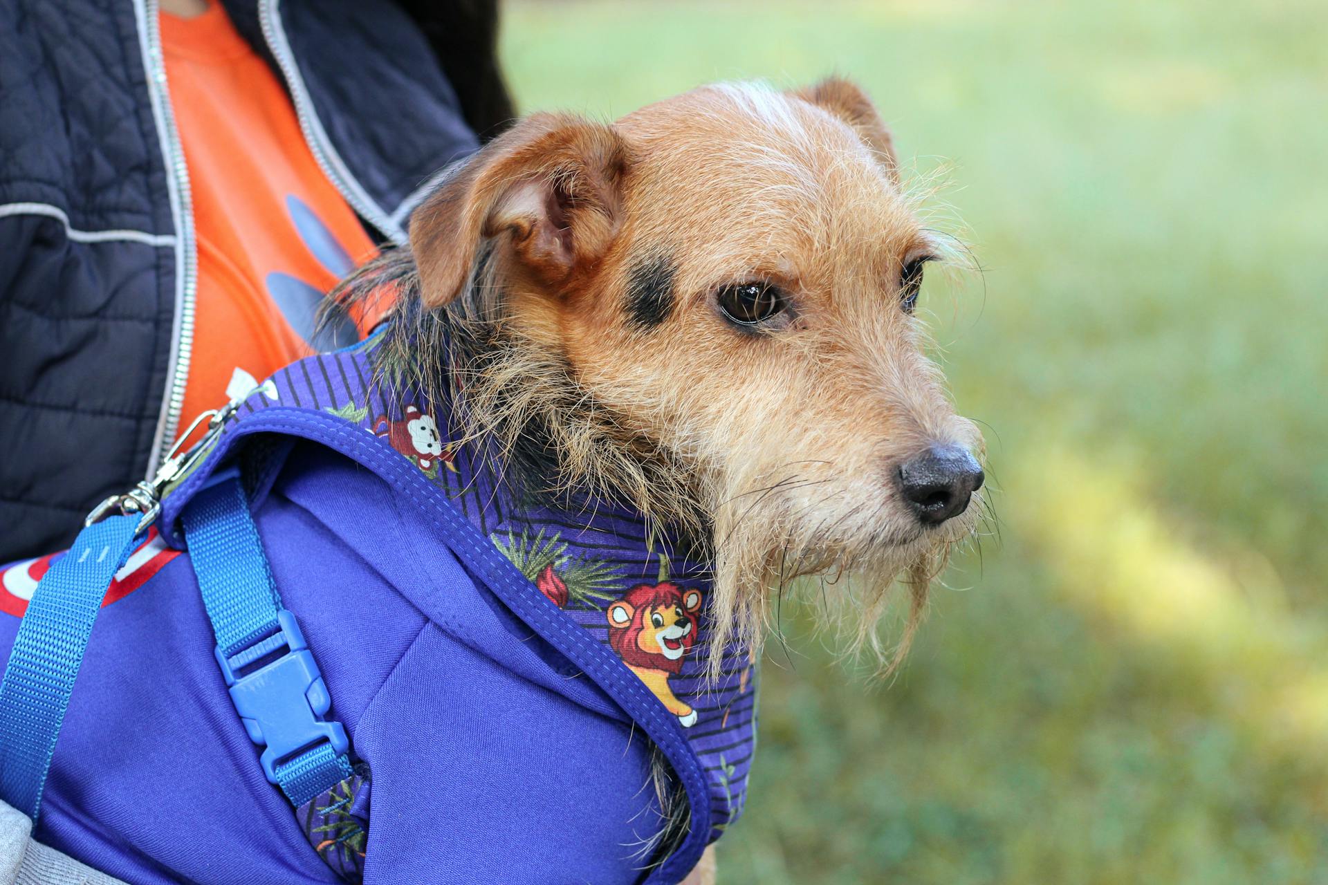 Little Dog Wearing Blue Coat