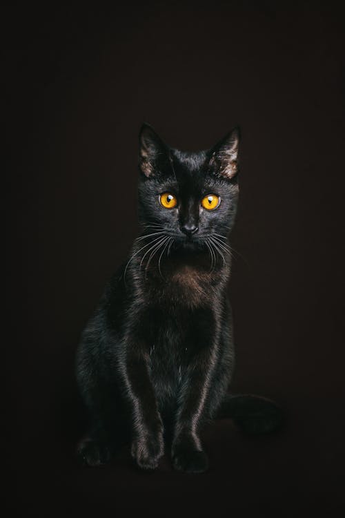 Black Cat on Black Background 