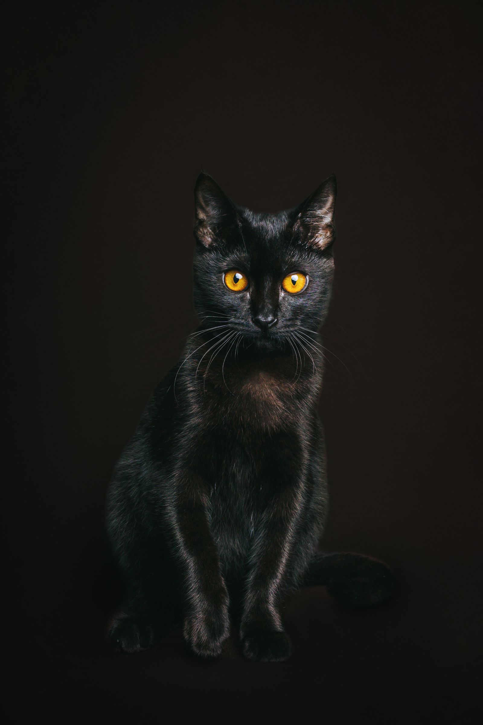 Black Color Photos, Download The BEST Free Black Color Stock Photos ...
