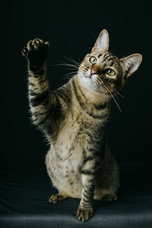 A Cat Holding Its Paw Up 