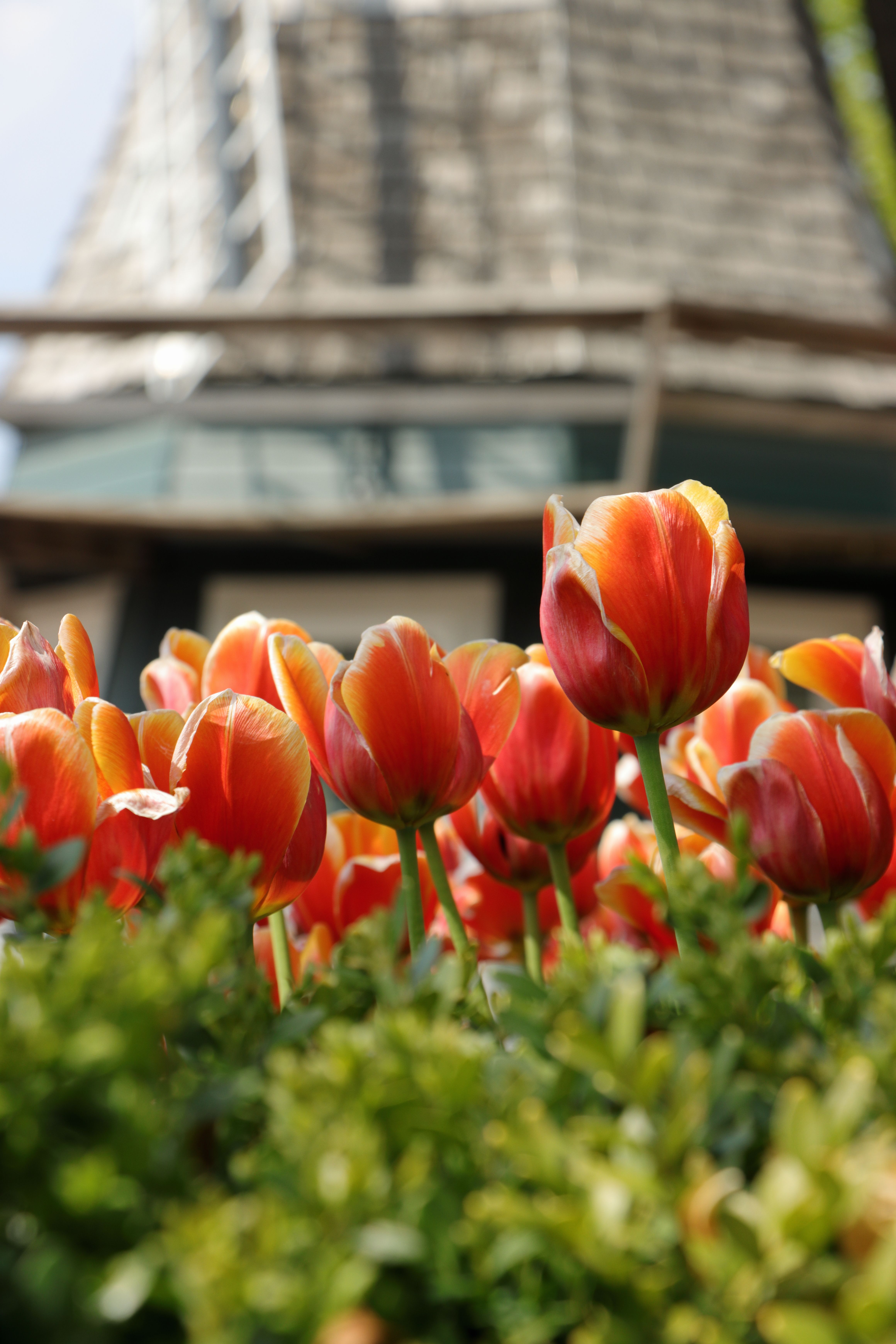 Red Tulips in Garden · Free Stock Photo