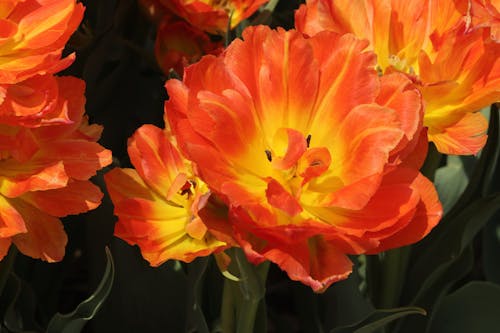 Close up of Orange Flowers