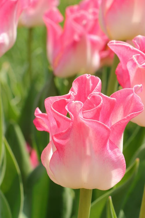 꽃, 모바일 바탕화면, 분홍색의 무료 스톡 사진