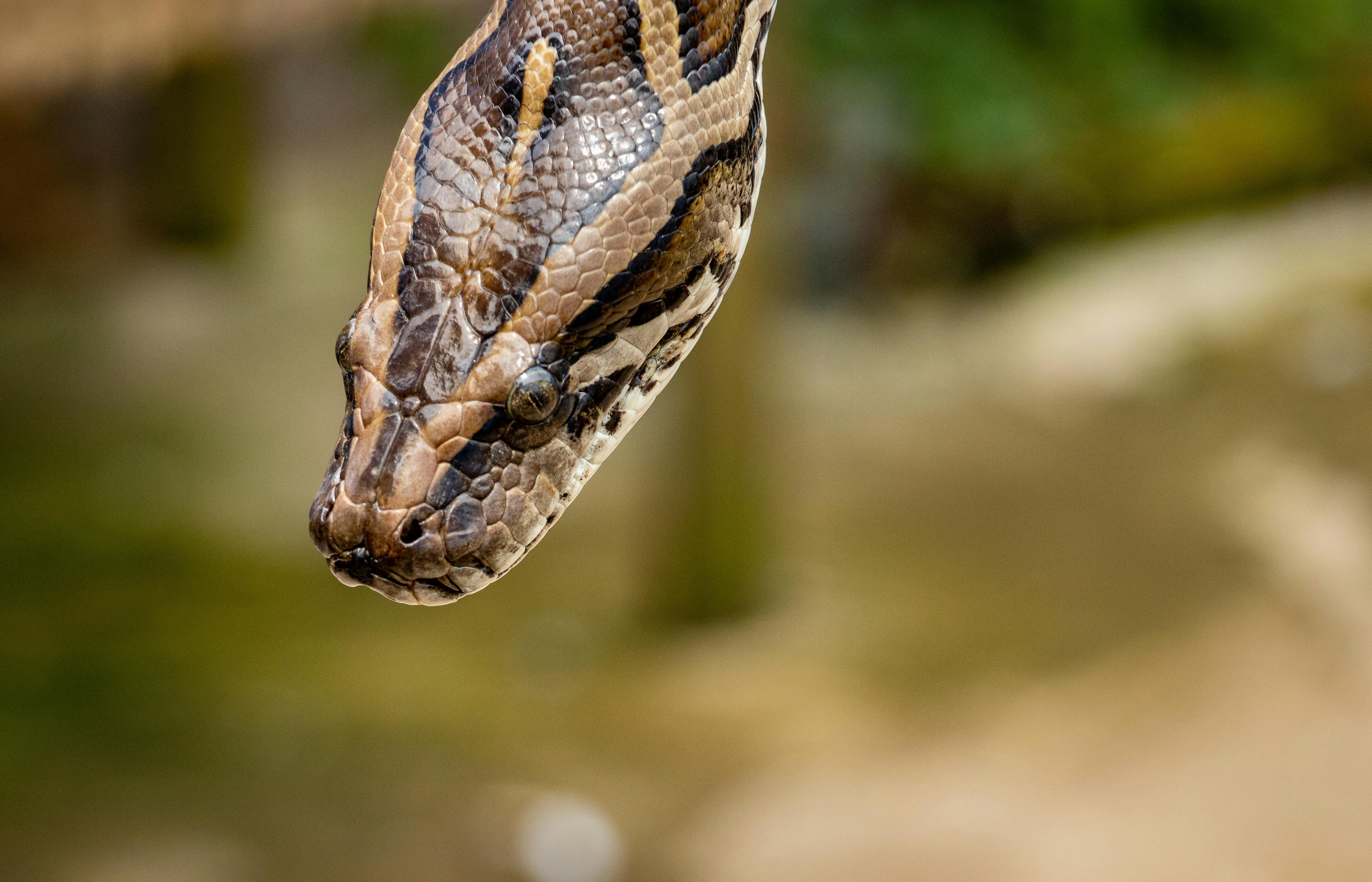 anaconda python download