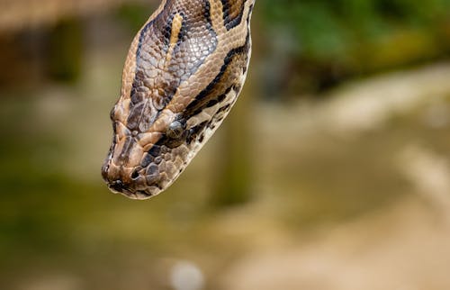 茶色のアミメニシキヘビ