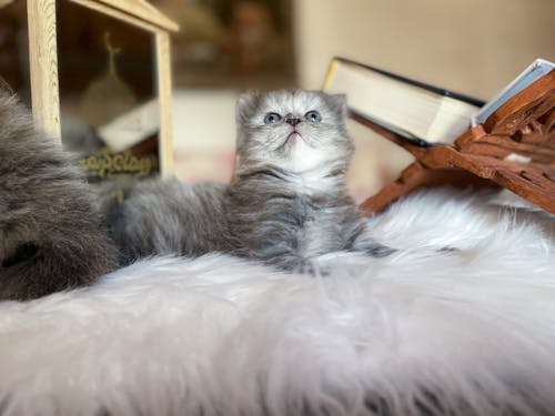 A Gray Fluffy Kitten Lying on a Blanket 