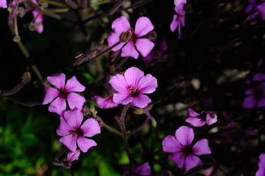 Stunning close-up of purple geranium flowers, showcasing nature's delicate beauty.