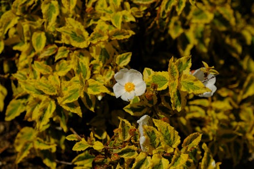 Close-up of Tiny White Flowers on a Shrub 