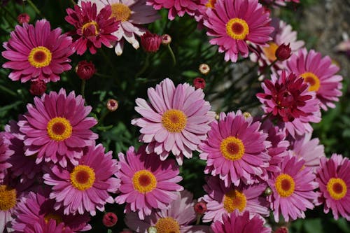 Δωρεάν στοκ φωτογραφιών με argyranthemum frutescens, γκρο πλαν, ζωηρός