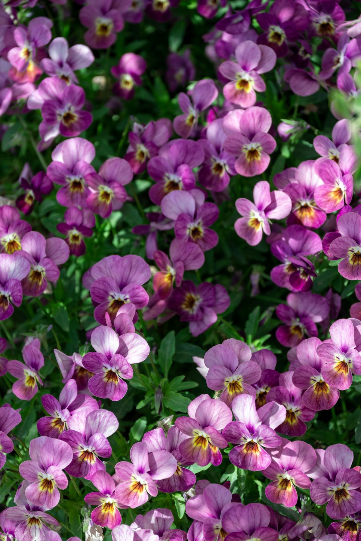 Pansies Photos, Download The BEST Free Pansies Stock Photos & HD Images