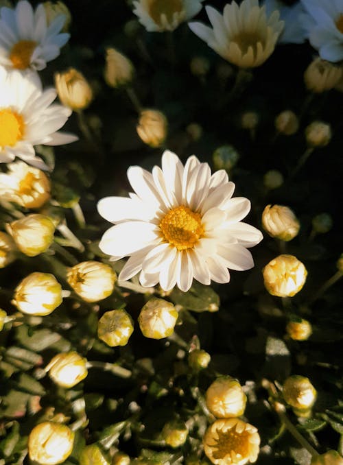 Blooming and Budding Flowers