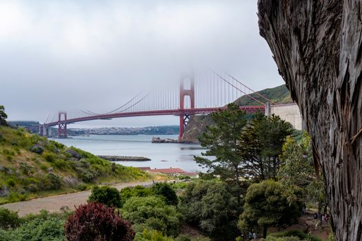 Muir Woods redwood day — San Francisco