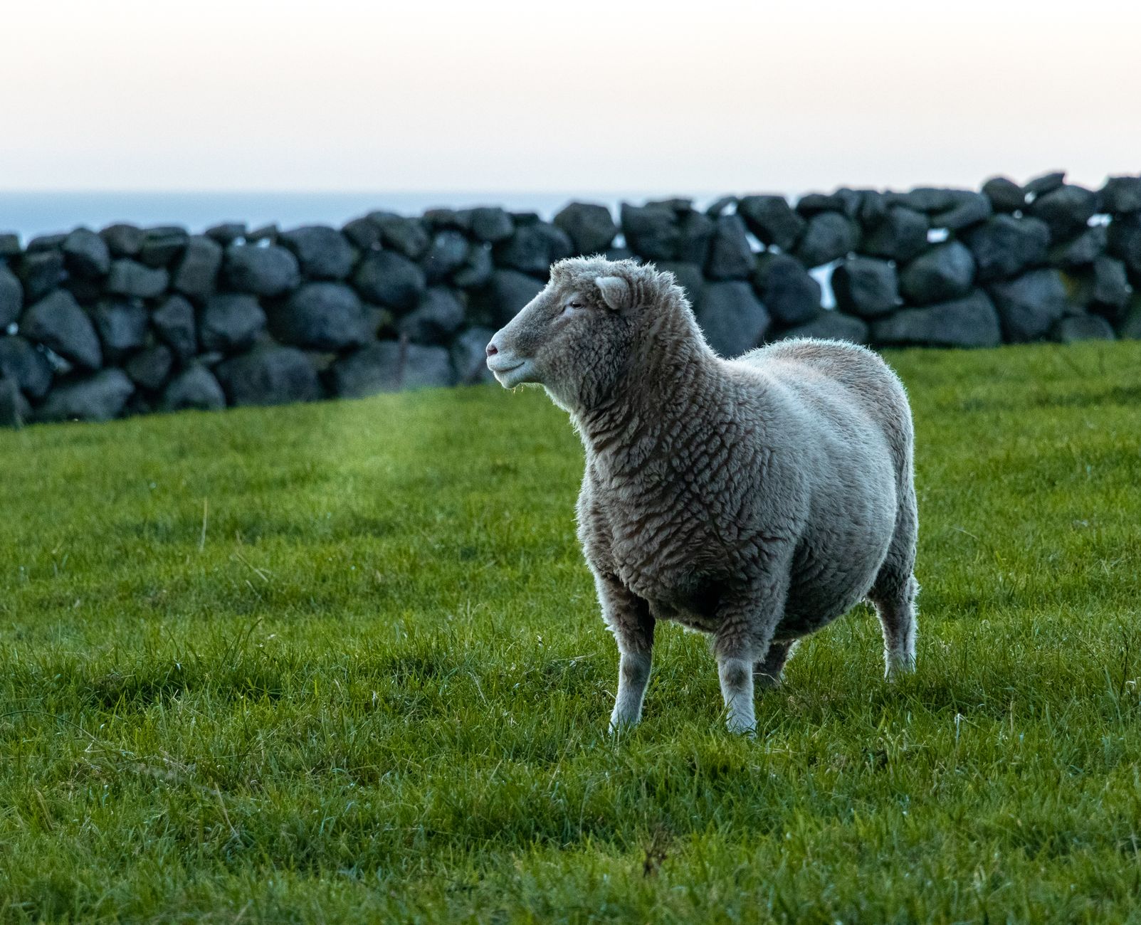 Sheep peering over the drystone wall