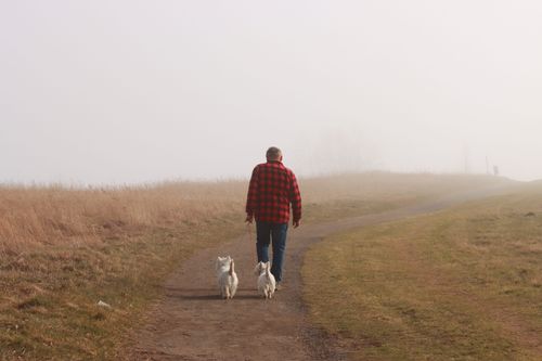 Free Man walking two dogs in a foggy rural area near Jönköping, Sweden, conveying tranquility. Stock Photo