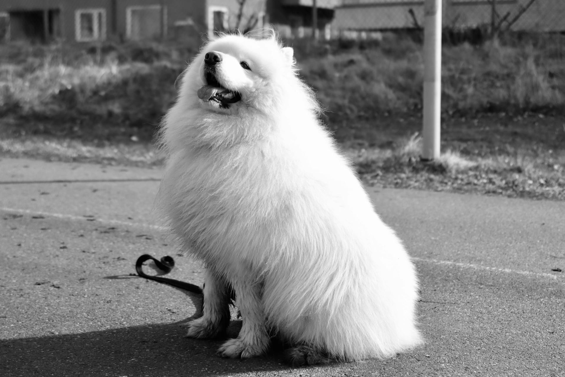 Black and White Picture of a Fluffy Samoyed Dog