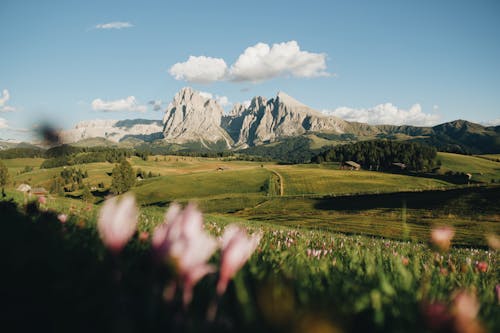 Grassland and Mountains behind