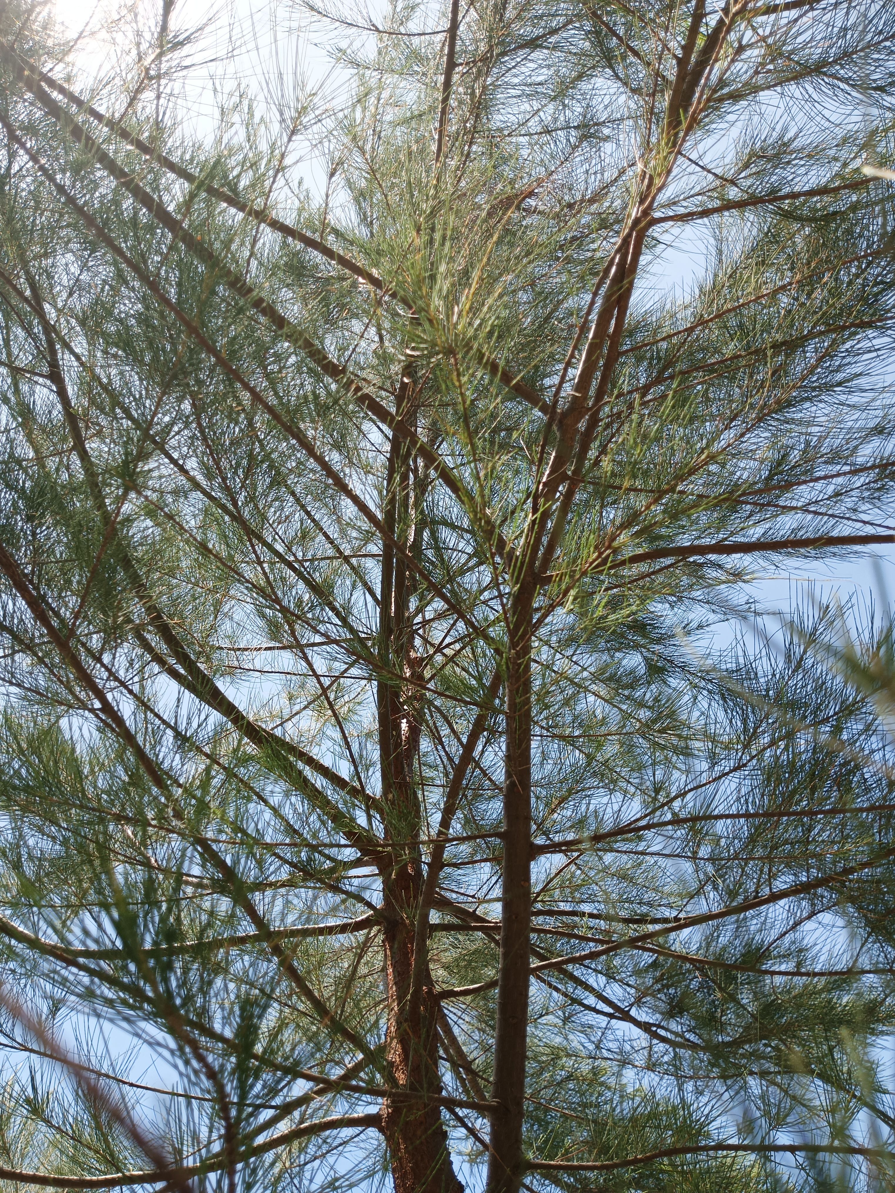 Close-up view of pine tree branches interwoven against a clear blue sky on a sunny day.