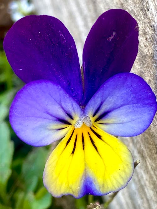 Foto profissional grátis de close up shot, fechar-se, flor amarela