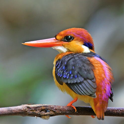 Δωρεάν στοκ φωτογραφιών με πουλιά
