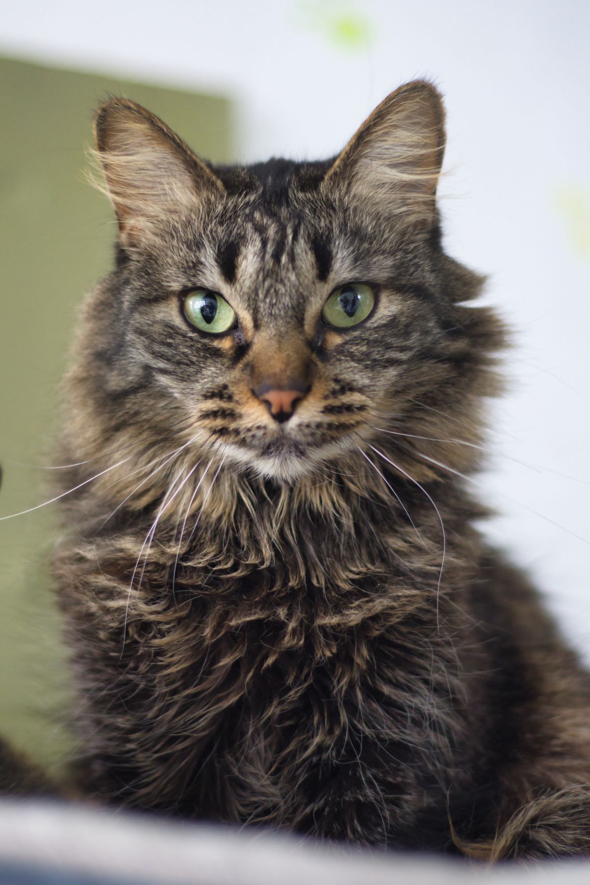 Portrait of a Fluffy Long-Haired Cat Indoors · Free Stock Photo