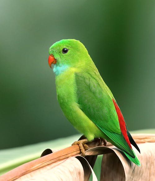 Free Photo of Perched Parakeet Stock Photo