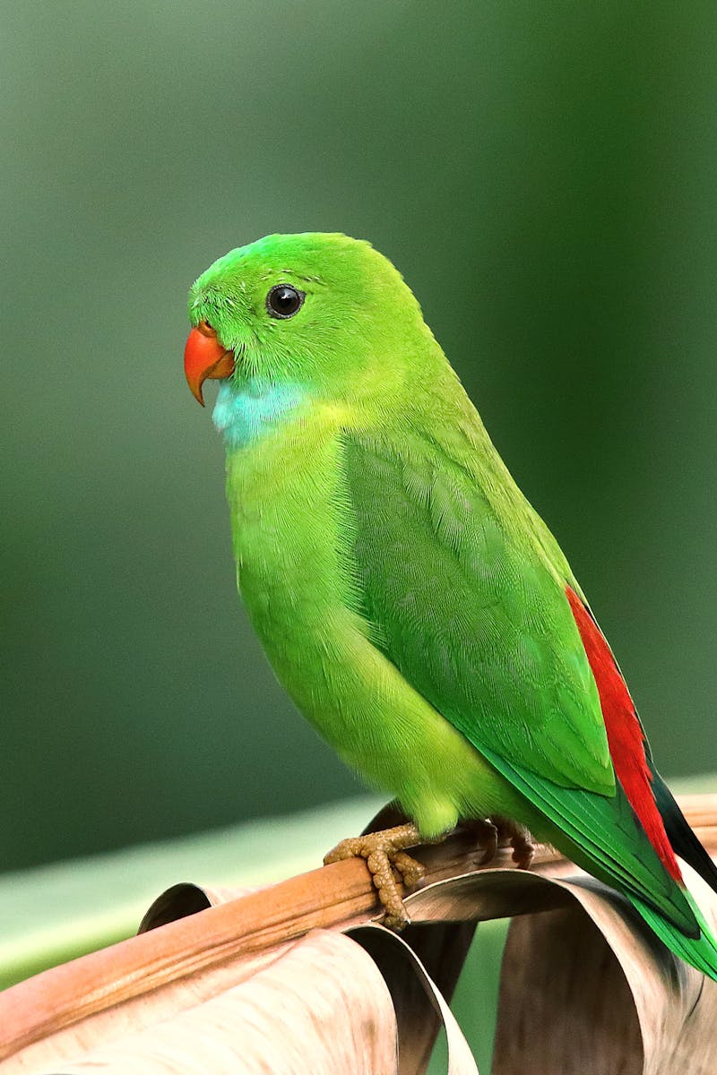 Photo of Perched Parakeet
