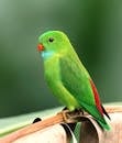 Photo of Perched Parakeet