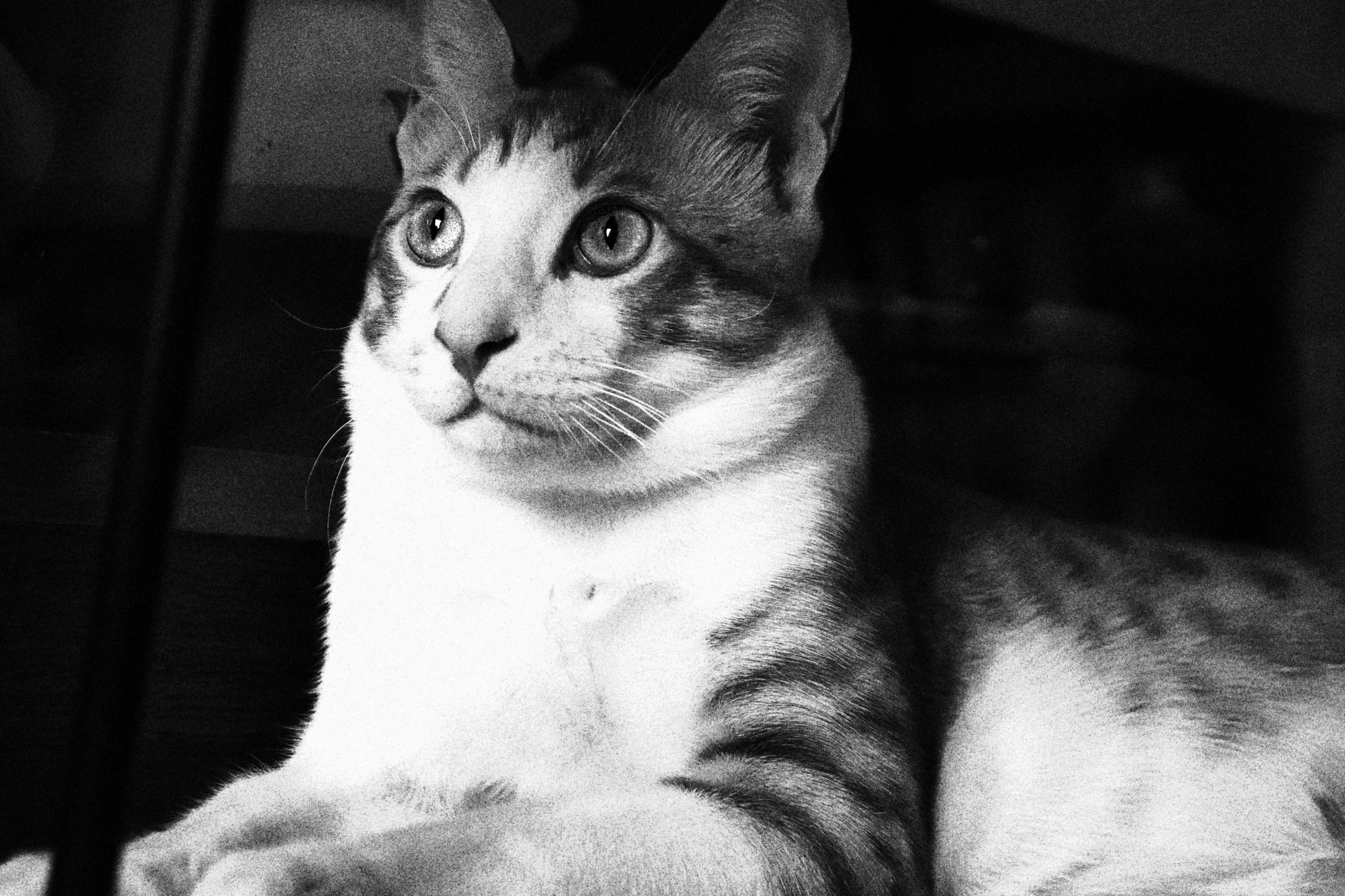 Free stock photo of black and white, cat, cat eye