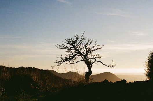 Clear Sky over Single, Bare Tree at Sunset