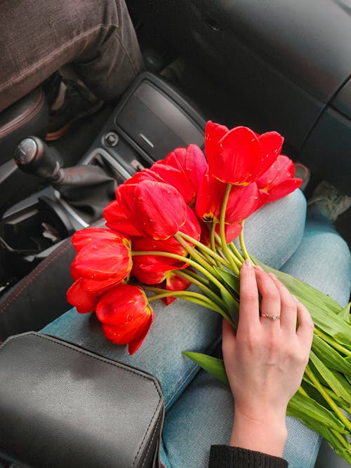 Woman Hand Holding Red Tulips
