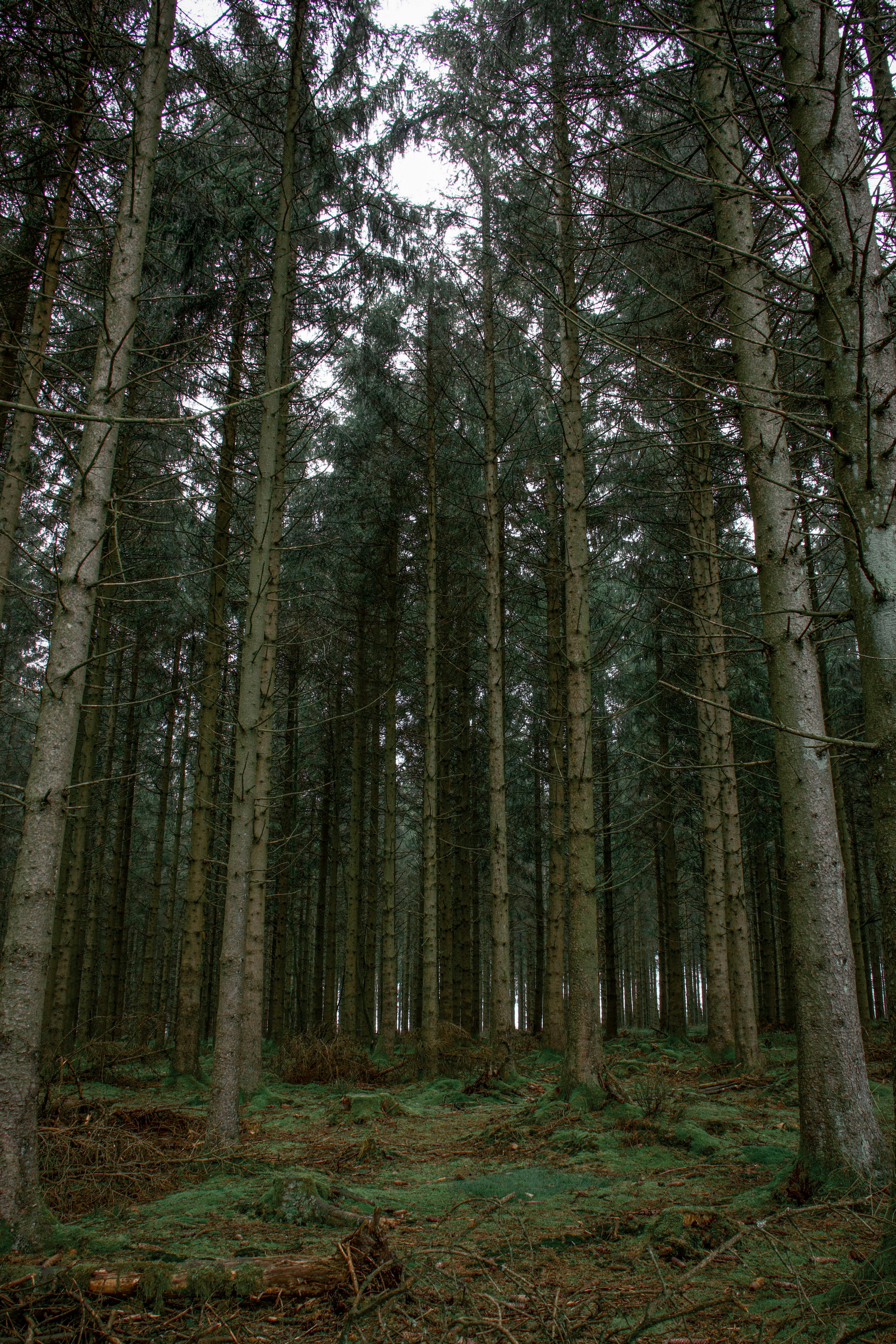 Tall Forest Trees · Free Stock Photo