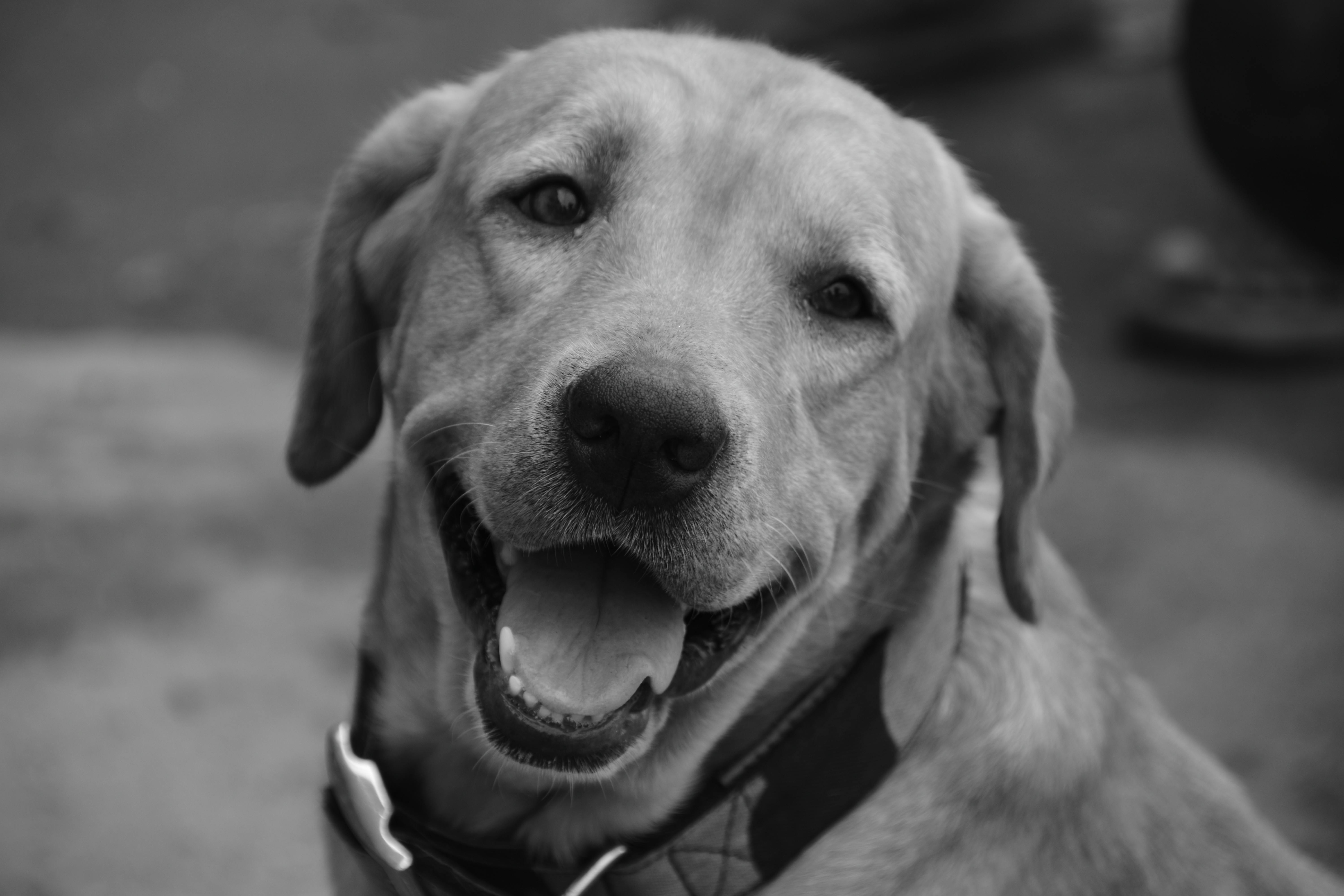 Kostenloses Foto zum Thema augen, güte, hund