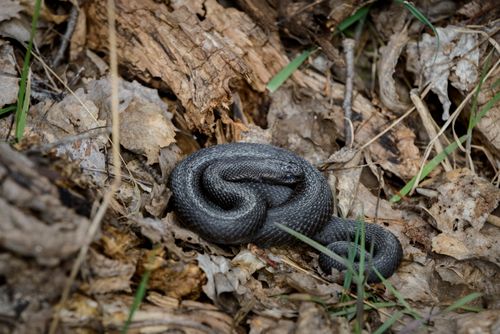 Free A close-up of a black adder snake nestled in autumn leaves in Sweden. Stock Photo