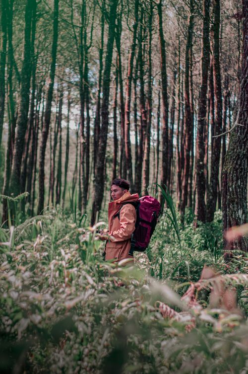 Free A lone hiker with a backpack navigating through a dense, green forest. Stock Photo