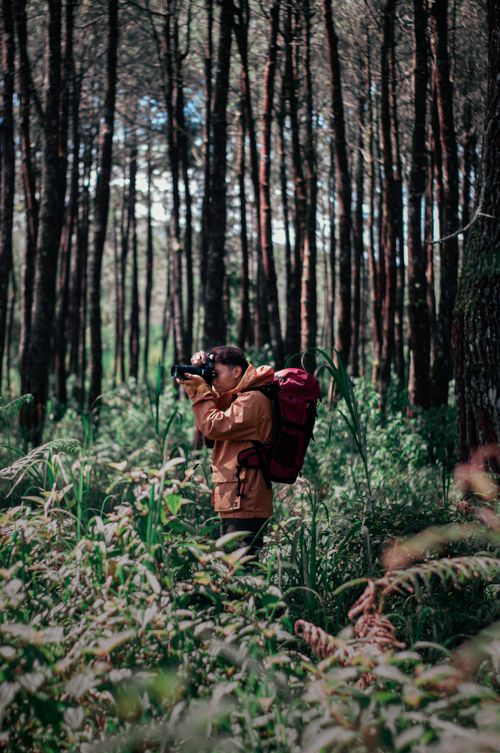 Free Man with backpack taking photos in a lush, green forest setting. Stock Photo