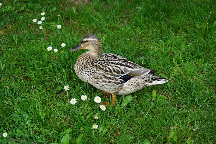 Duck Standing On A Green Grass