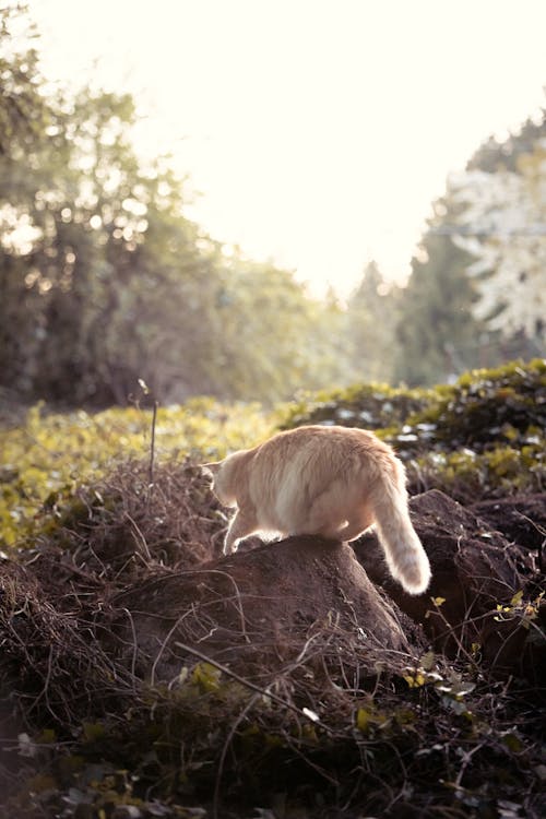 Foto d'estoc gratuïta de a l'aire lliure, adorable, animal