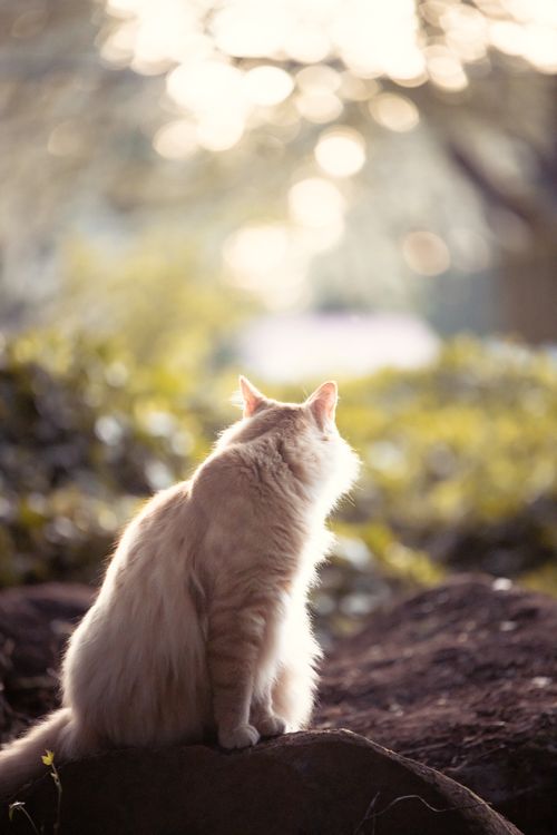 Free A fluffy cat sitting peacefully outdoors, basking in warm sunlight. Stock Photo