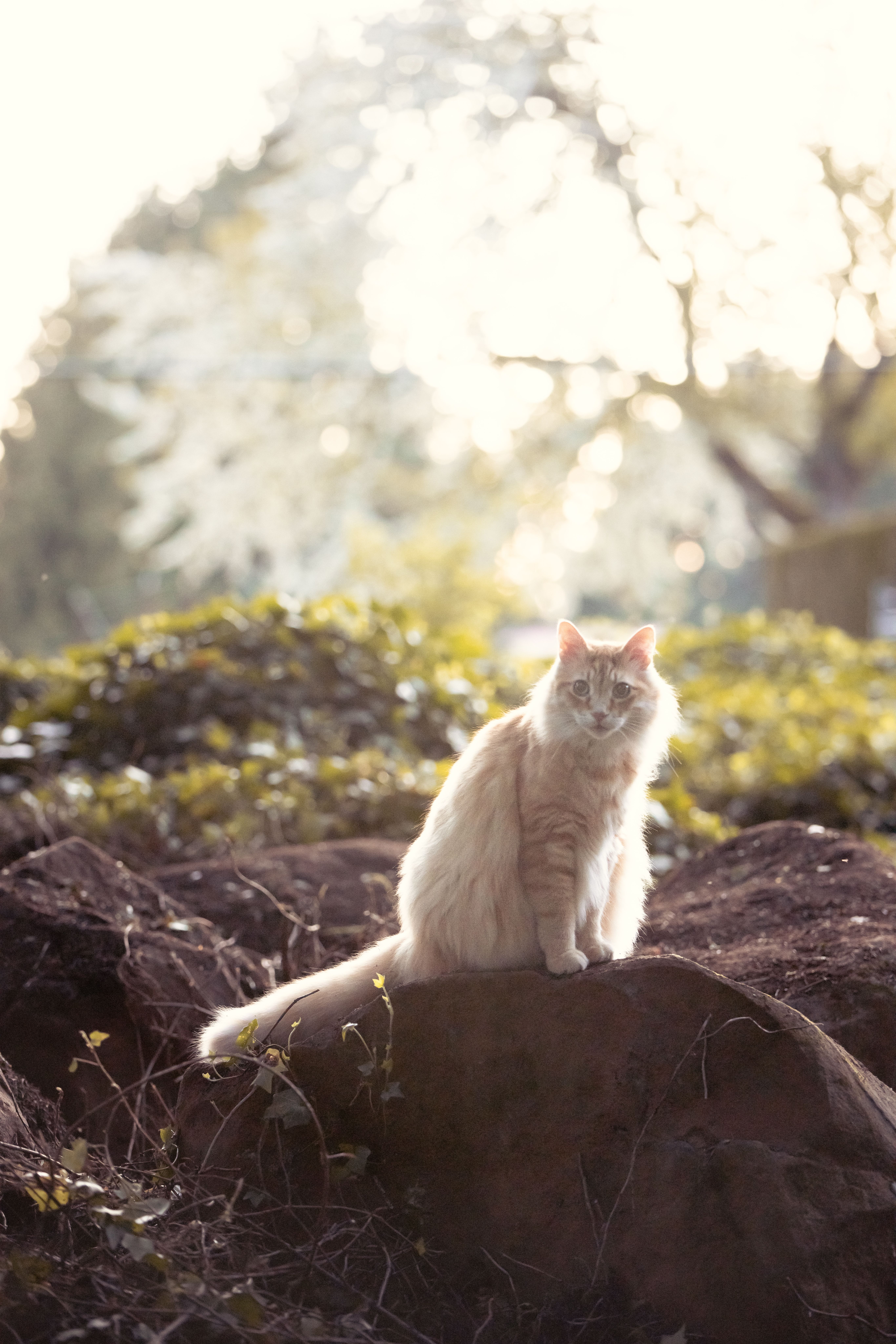 White Cat Sitting on a Boulder · Free Stock Photo