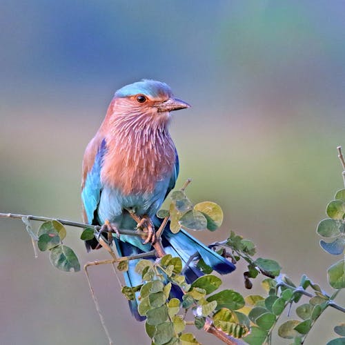 Free stock photo of birds