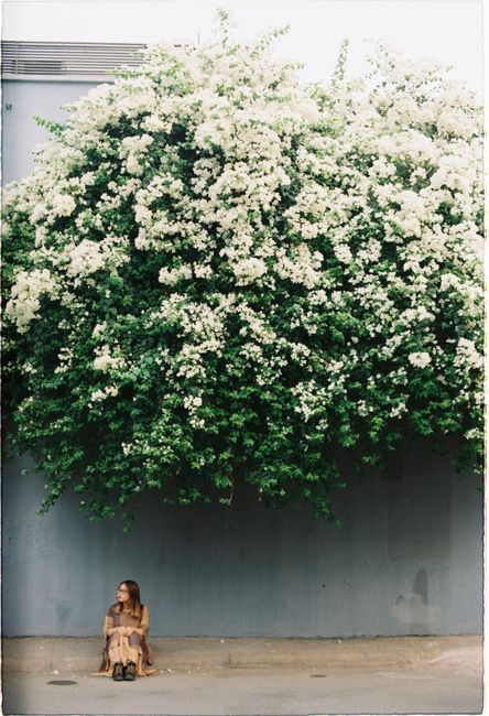 A woman sits under a lush white flowering shrub against a wall, creating a serene scene.