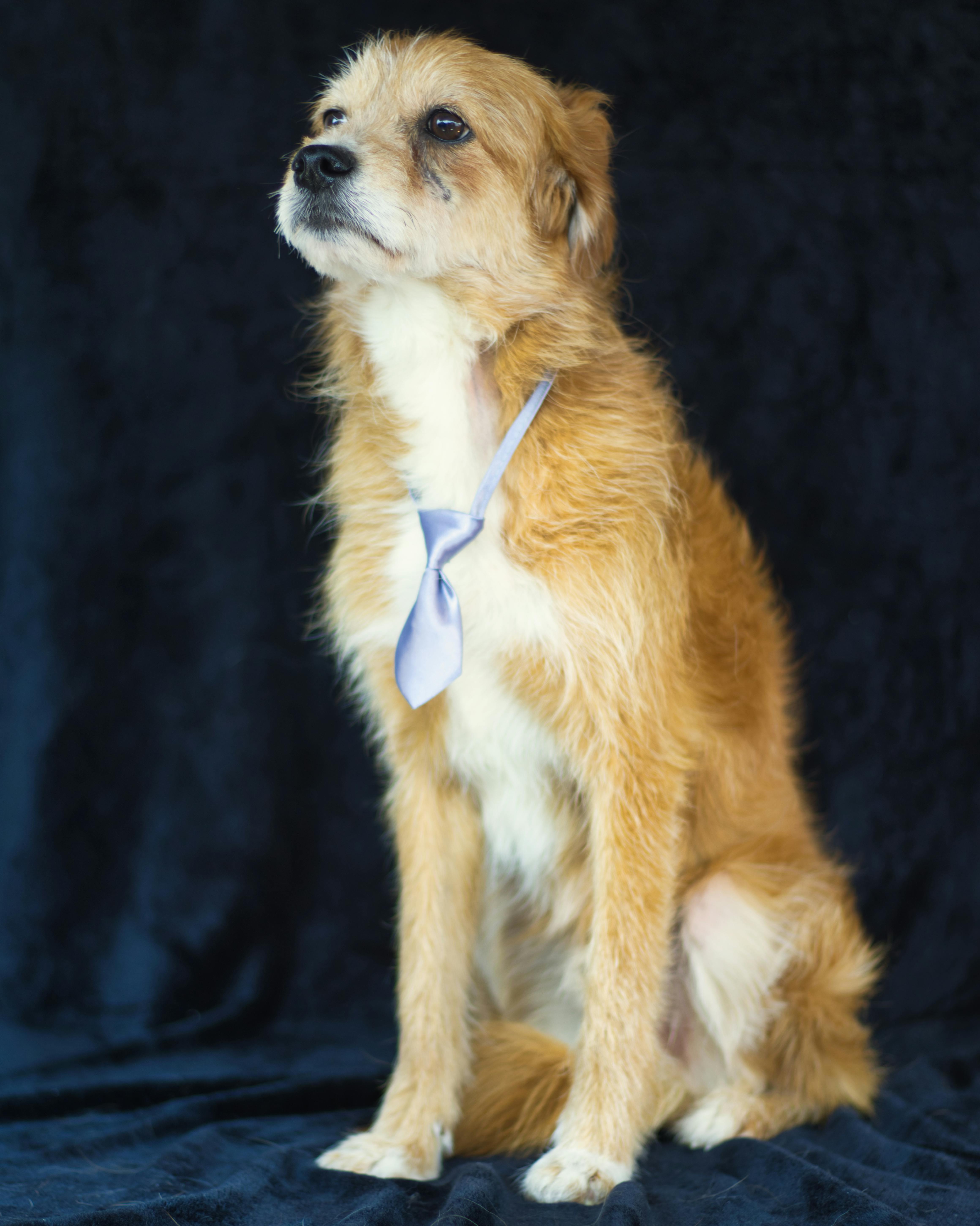 Gratis Immagine gratuita di #interno, abbigliamento per animali domestici, accessori per cani Foto a disposizione