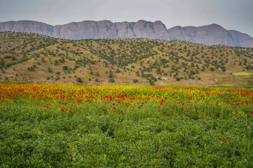 Landscape of a Poppy Field and Mountains in the Background 