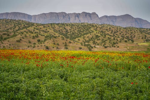 Photos gratuites de beauté, campagne, chaîne de montagnes