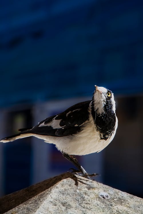 Foto profissional grátis de animais selvagens, animal, ave