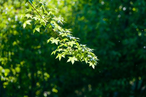 Free Close-up of fresh green maple leaves in sunlight, showcasing summer growth. Stock Photo