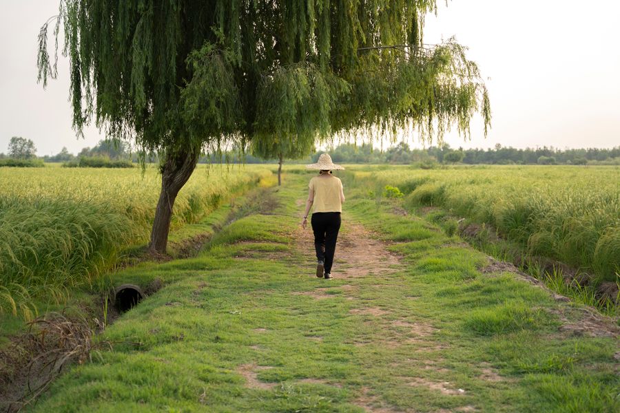 A person walks down a countryside path lined with lush green fields under a weeping willow tree.