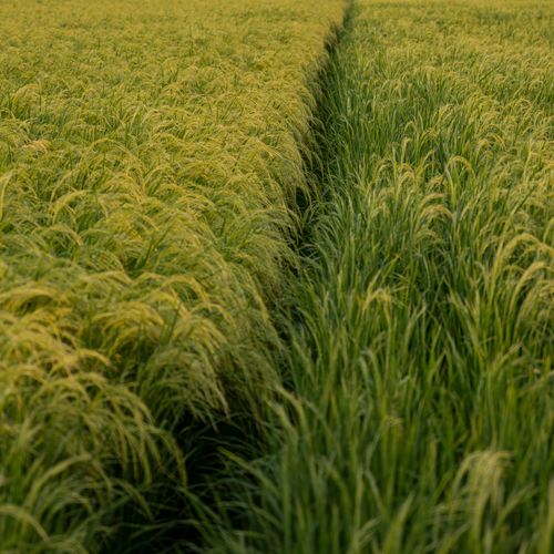 Free A vibrant green rice field with a central pathway, showcasing fresh growth in detail. Stock Photo