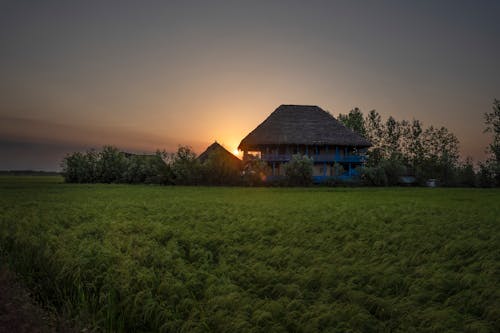 Photos gratuites de riz, village