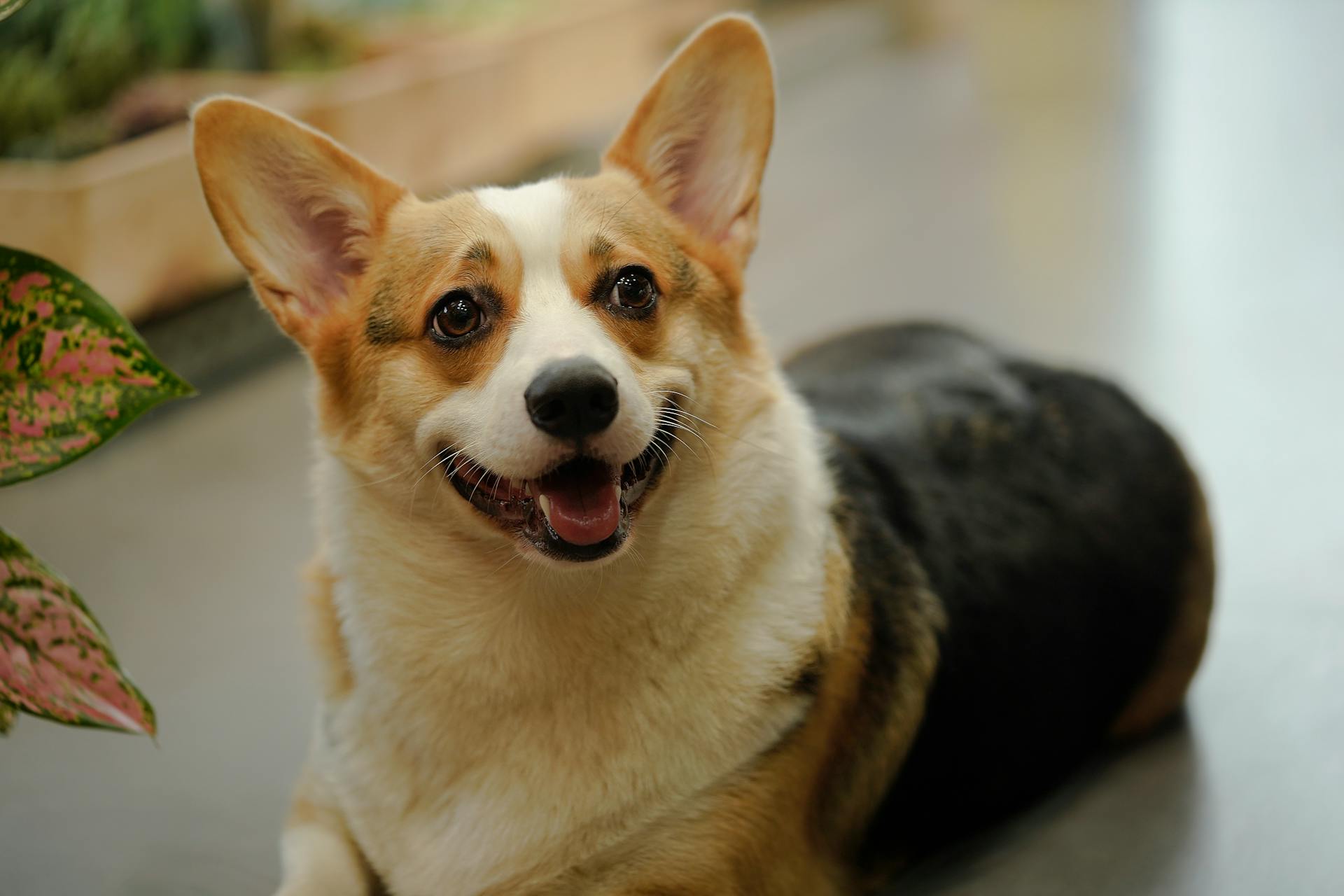 Portrait of a Pembroke Welsh Corgi Lying on the Floor